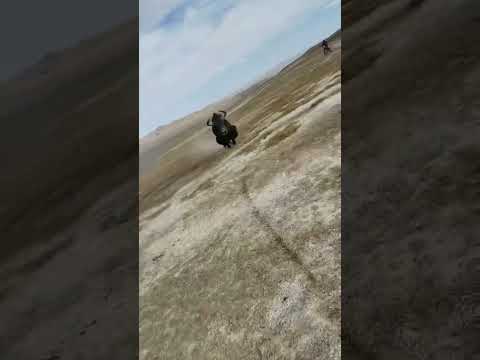 wild yak in