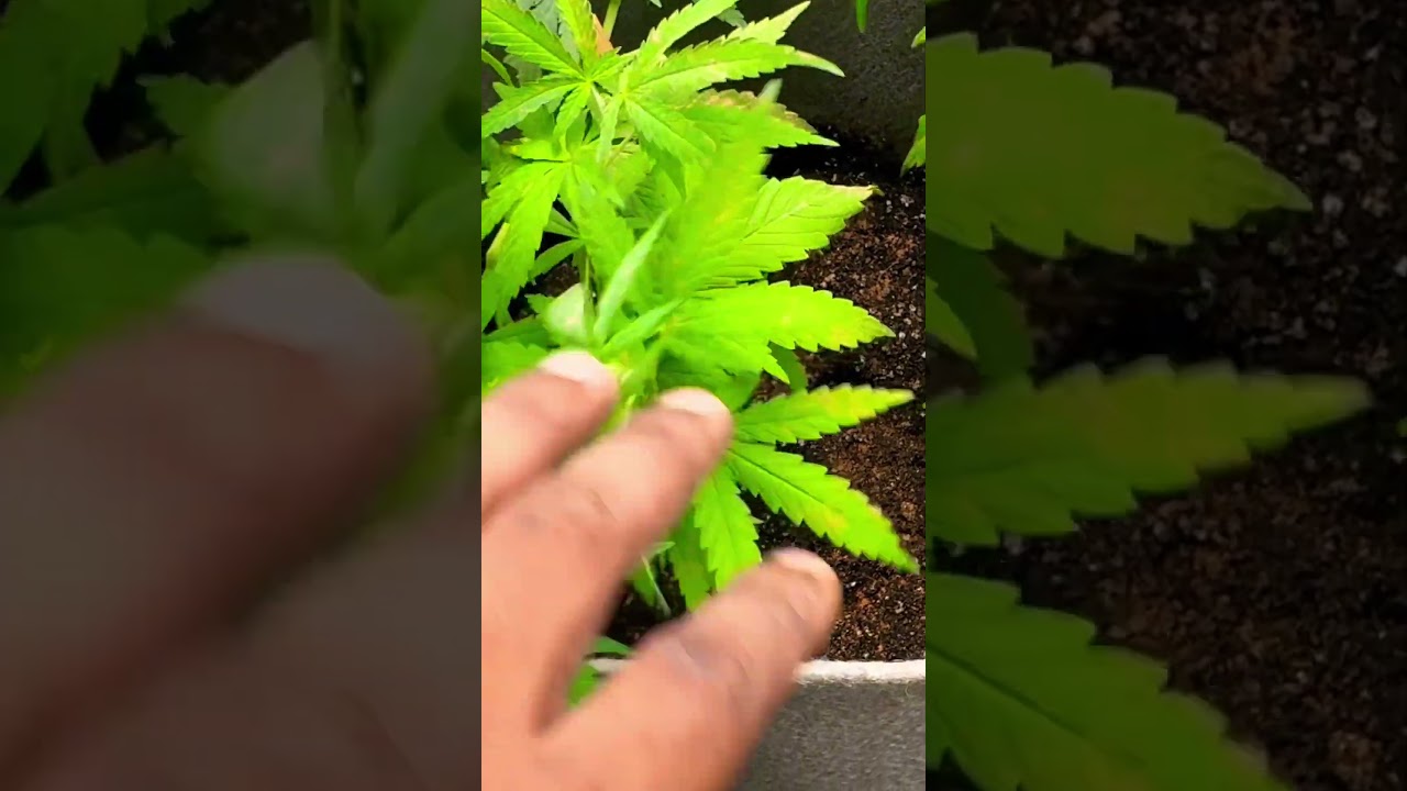 How to get bigger cannabis 