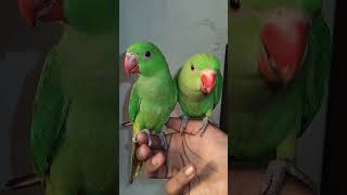 Alok mithu #parrot #funny #nonstoptalkingparrot