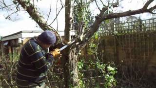 Grafting over a big old apple tree part 3
The wedge discussed n the last video has been started, the rope thrown over and Julia is holding on to it maintaining moderate pressure. I have planned the wedge and hinge to direct the mass of the branch to fall in the correct direction to avoid smashing another tree, the pressure on the rope will assist. The process is completed in part 4. Still a lot to do! But since there are so many junk videos on YT, might as well take my time showing one small but important job in detail. Grafting over a big old apple tree part 3