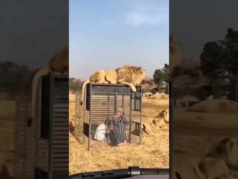 فى القفص وفوق ك أسد ما سيكون شعورك