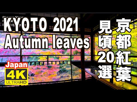 4K 2021 Japan Kyoto Autumn Leaves Spots 見頃の京都の紅葉 20選 京都観光 旅行 案内 清水寺 東福寺 嵐山 圓光寺 瑠璃光院 永観堂 三千院 日本の紅葉