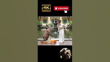 Minh béo chơi xấu đổ tội cho Capy câu cá của trường và cái kết🤣🤣 #viral #capybara