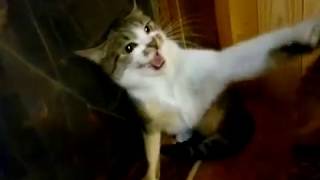 Кошка не довольна выбором подруги. Кошка дерет патлы. Приколы про котов Кошка не довольна выбором подруги. Кошка дерет патлы. Приколы про котов