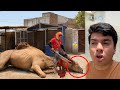 Qasai Ny Camel Zibha Kr Dea Kia 😰