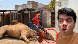 Qasai Ny Camel Zibha Kr Dea Kia 😰