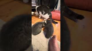 Baby cat playing with mom