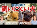 【知らないとヤバイ】実は飼いにくい犬種について獣医師が解説！初心者は要注意！【保護犬】