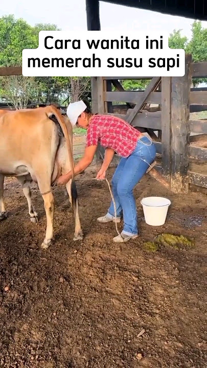 Cara wanita ini memerah susu sapi #shorts