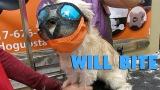 Dog will bite puppy groom // full face muzzle