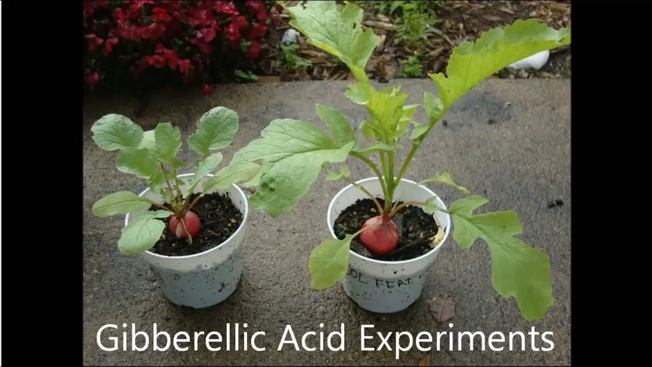 Gibberellic Acid - Plant Hormones Experiment