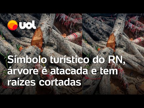 ‘Árvore do Amor’, símbolo turístico do RN, é atacada e tem raízes cortadas; veja vídeo