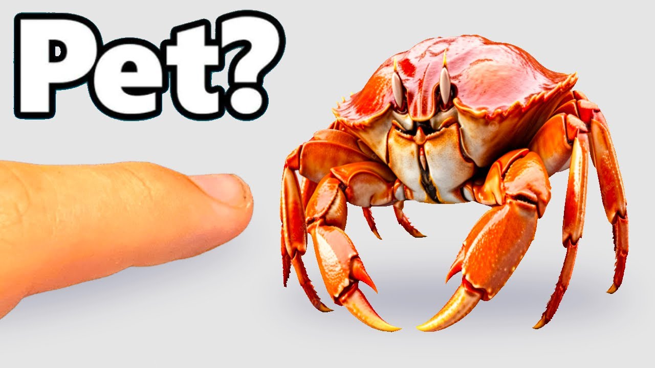 I found an injured crab (and saved it)