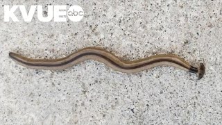 Hammerhead worms are back in Central Texas | What to do if you encounter one Net Worth