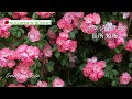 アンジェラの育て方 【修正版】