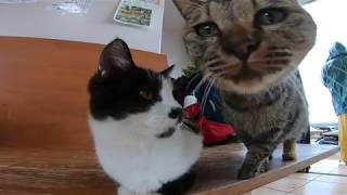猫島のフェリー乗り場待合室がまるで猫カフェな件