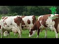 Montbeliard breed from livestock bovin europe