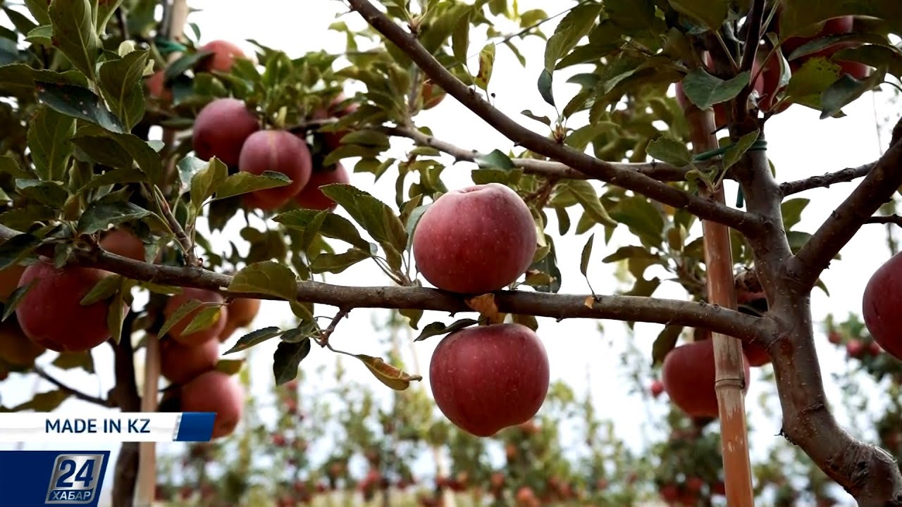 Казахстанские яблоки круглый год! | Made in KZ