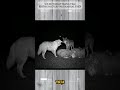 SÓI ĐỘT NHẬP TRANG TRẠI... KHÔNG NGỜ GẶP PHẢI KANGAL THÉP