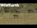 WildEarth - Sunset  Safari - 22 July 2022