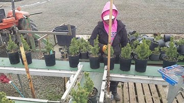 The many uses of forks systems