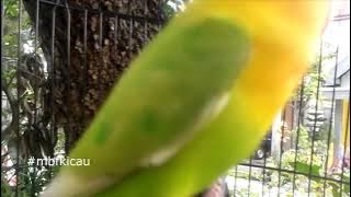 SETELAH TERDENGAR SUARA LOVEBIRD INI, LOVEBIRD ANDA PASTI NYAUT