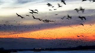 Spring Sunset at Rowe Sanctuary with Sandhill Cranes