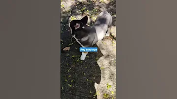 Ang Sexy Nya سگ ناز کورت حیوانات کورگی 