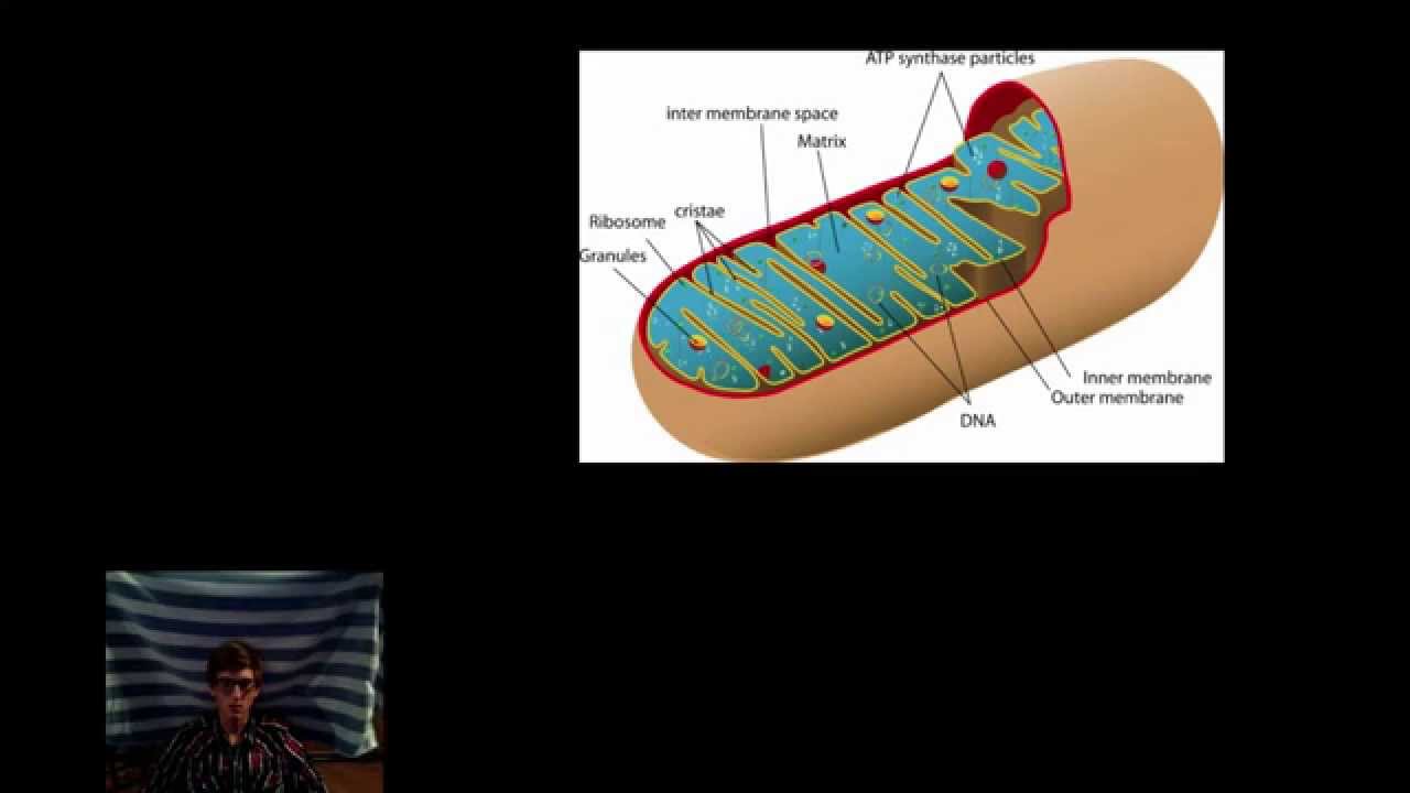 Cellular Respiration Bozeman Review ZJA YouTube Cellular Respiration Bozeman Review ZJA YouTube