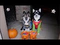 Dogs Go Trick or Treating on Halloween!