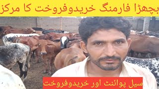 Vacha farming in Pakistan|How to start vacha farming, Business talks official screenshot 5