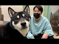 大吉の巨大化が止まらなくて心配な件について