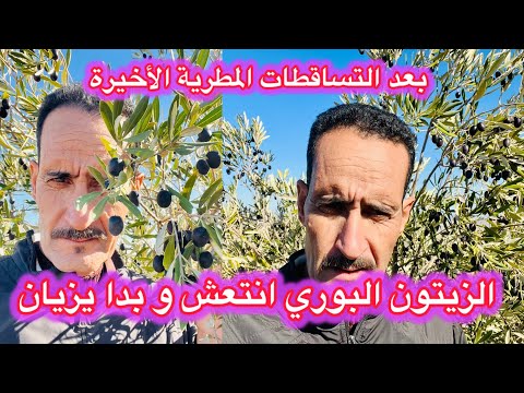 بعد التساقطات المطرية الأخيرة اجيو تشوفو الزيتون البوري كيفاش رجع