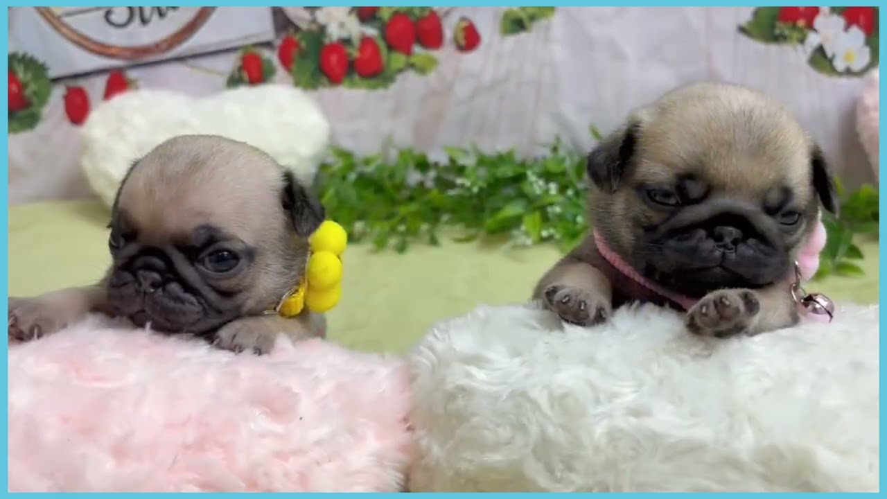 ペットショップcoo&riku No.00749146 パグ