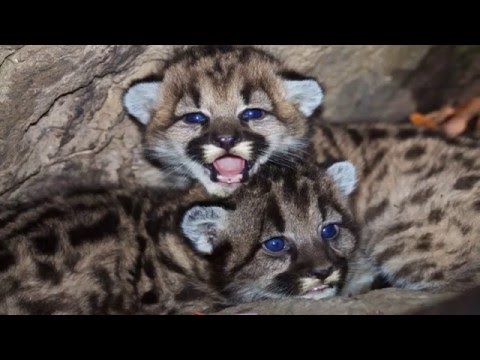 Meet Two New Mountain Lion Kittens P-46 and P-47 | SoCal Connected | KCET