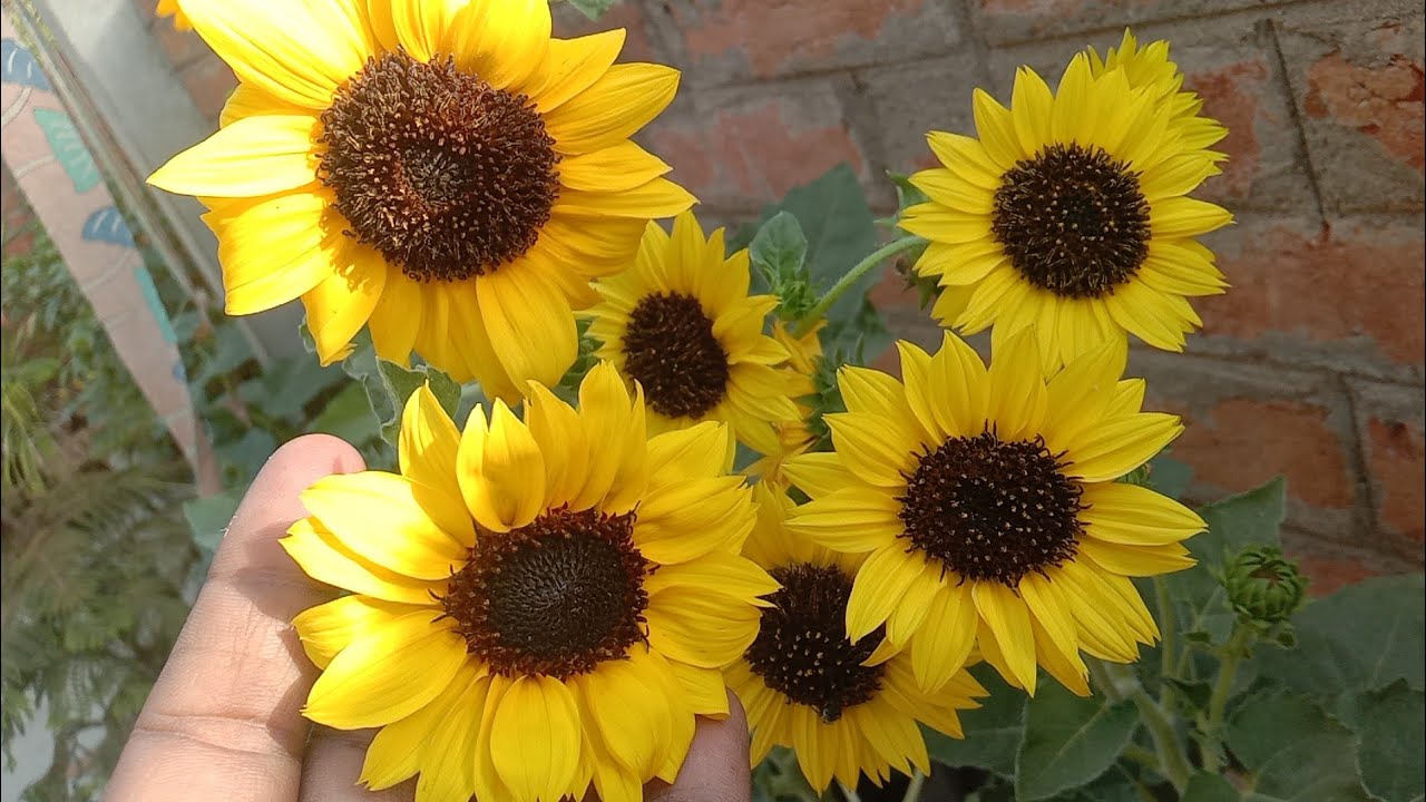 सूरजमुखी का पौधा कब और कैसे लगाएं पूरी जानकारी how to grow and care