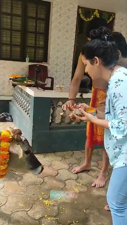 Go pooja | 🐄🐮 Cow Worship | Indian Tradition | Indian Culture | Somewhere Southwest