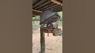 Chim đa đa mái siêu khạc