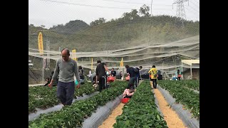大湖採果、採草莓＆鄉村草莓柑橘園\/休閒、旅遊、餐廳、美食、露營、住宿