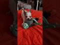 #doggodoingthings #lol#moody#oderso #fun