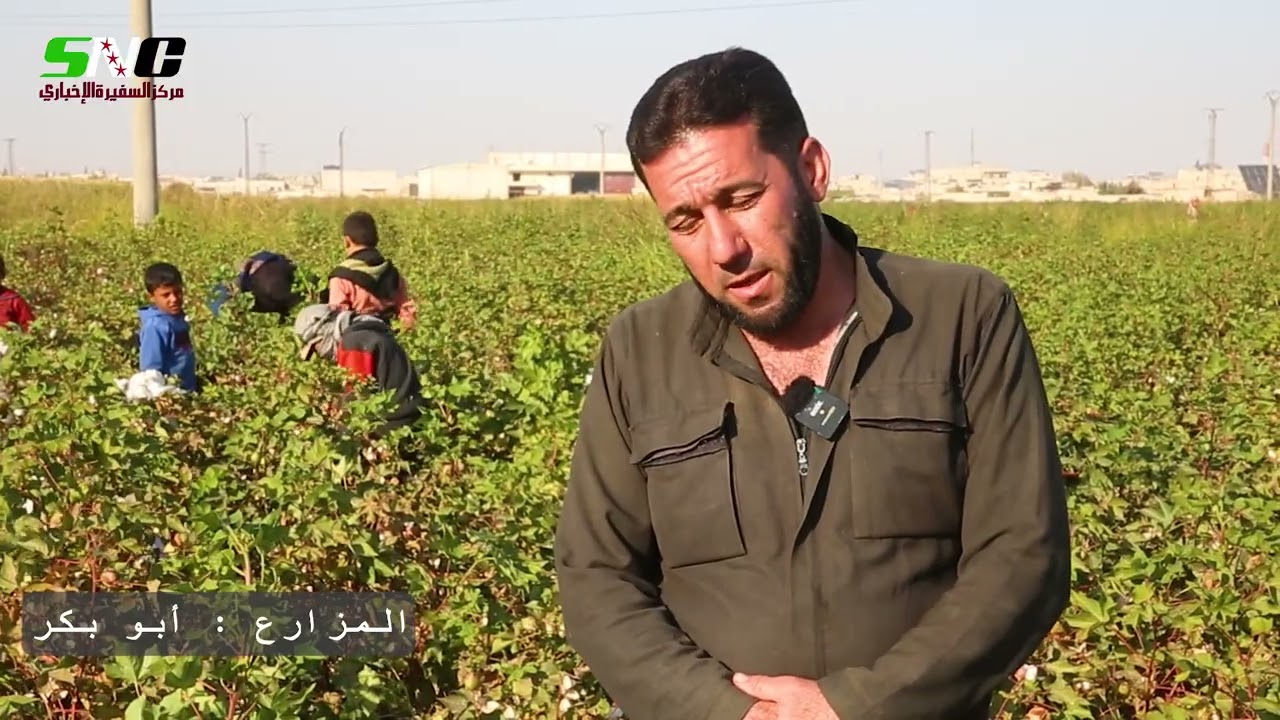 لقطات من موسم قطاف القطن في مدينة السفيرة وجهود المزارعين رغم التحديات