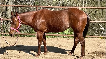 Clementine Jam AQHA