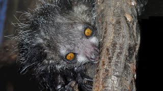 Ай ай, или руконожка мадагаскарская (лат. Daubentonia madagascariensis)