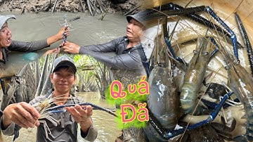 Cùng Anh Em Cần Giờ tụi em săn bắt Tôm Càng Xanh ở sông rạch nè Quý cô chú anh chị ơi....!!!