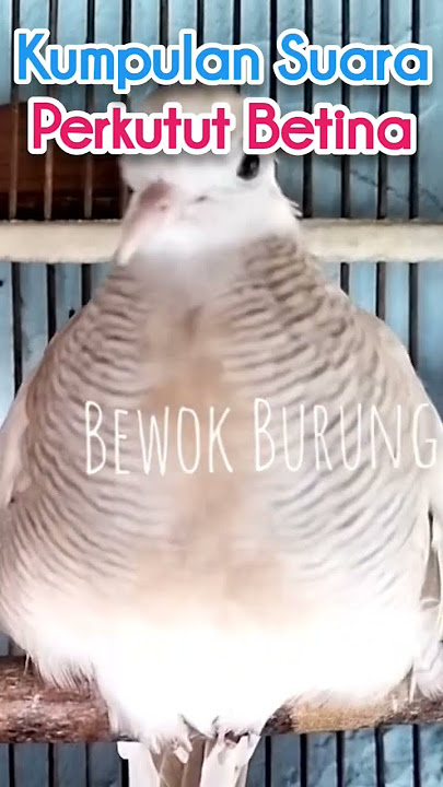 Kumpulan Perkutut Betina Memanggil dan Merayu Perkutut Jantan