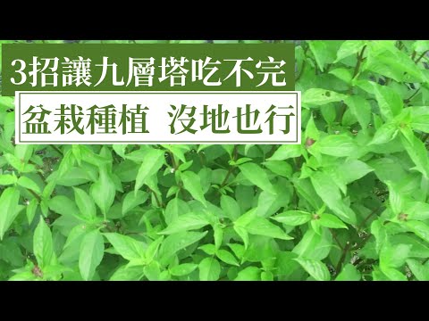 用三招就有吃不完的九層塔，盆栽種植，沒地也能種 | 阿星種植