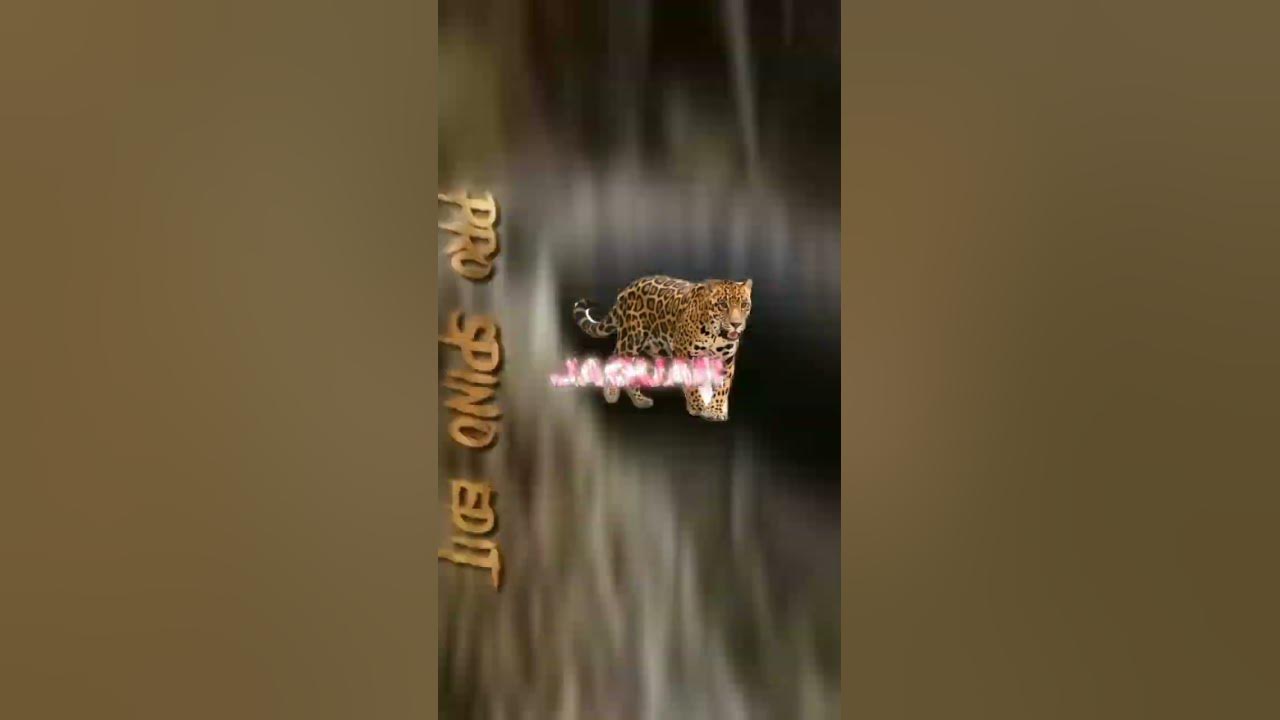 BLACK CAIMAN VS JAGUAR EDIT - YouTube