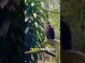 BURUNG ELANG ULAR BIDO! Kebun Binatang Ragunan