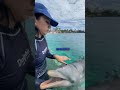 Toma Nota Los Delfines Respiran Por Un Espiráculo