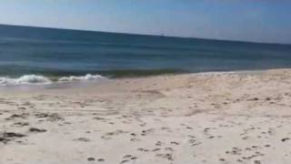 Ft. Morgan Beach with the dogs
